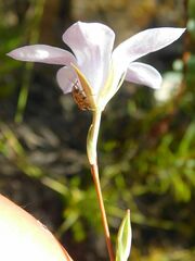 Prismatocarpus schlechteri