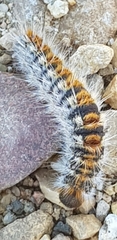 Thaumetopoea pityocampa