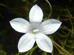 Prismatocarpus schlechteri