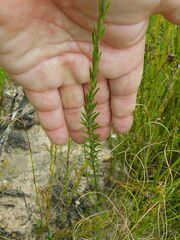 Prismatocarpus schlechteri