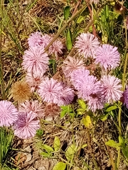 Campuloclinium macrocephalum