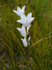 Prismatocarpus schlechteri