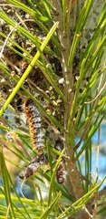 Thaumetopoea pityocampa