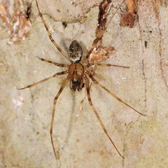 Drapetisca alteranda