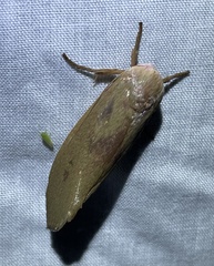 Cryptophasa rubescens