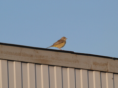 Emberiza melanocephala