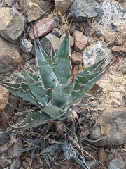 Agave sobria