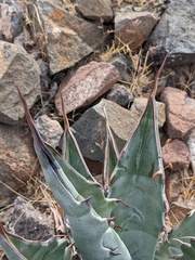 Agave sobria