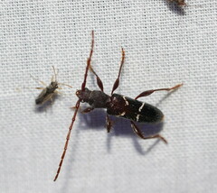 Ectosticta cleroides