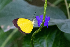 Eurema puella