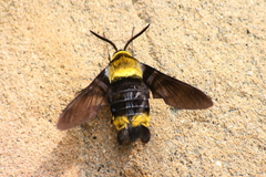 Sataspes infernalis