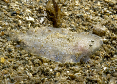 Pardachirus pavoninus