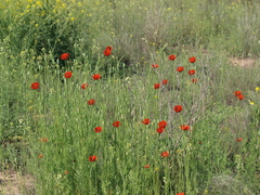Papaver dubium stevenianum
