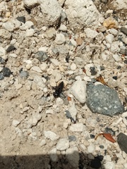 Tachysphex nigerrimus