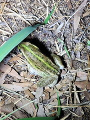 Ranoidea alboguttata