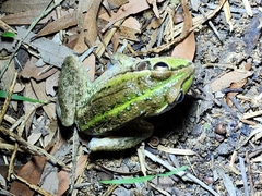 Ranoidea alboguttata