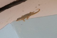 Hemidactylus platyurus