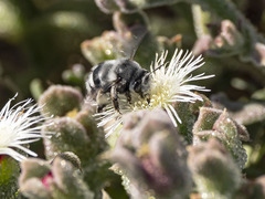 Anthophora alluaudi