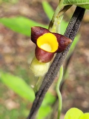 Aristolochia shimadae
