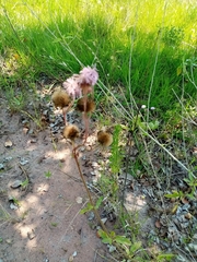 Campuloclinium macrocephalum