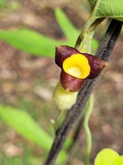 Aristolochia shimadae