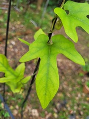 Aristolochia shimadae
