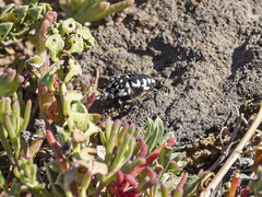 Thyreus histrionicus