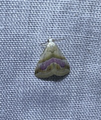 Eublemma roseana