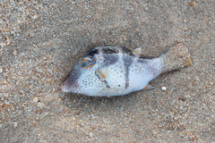 Canthigaster valentini