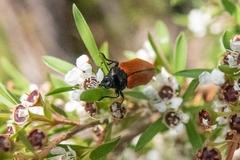 Castiarina rufipennis