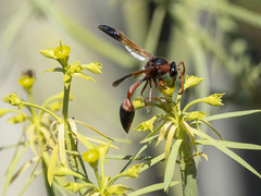 Delta dimidiatipenne