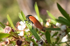 Castiarina rufipennis