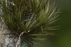 Tillandsia tenuifolia