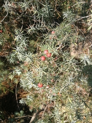 Juniperus oxycedrus