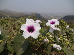 Ipomoea campanulata