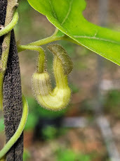 Aristolochia shimadae