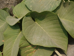 Ipomoea campanulata