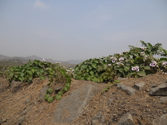 Ipomoea campanulata