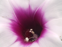 Ipomoea campanulata