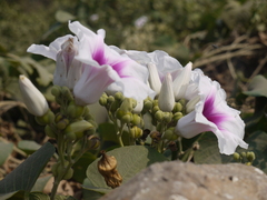 Ipomoea campanulata