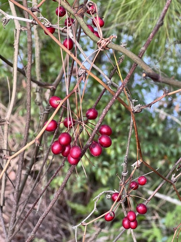 Smilax china iNat (2)