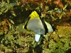 Vagabond Butterflyfish photo 4
