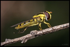 Allograpta calopus