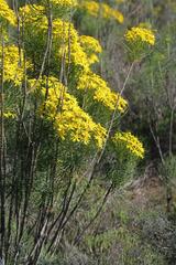 Euryops tenuissimus