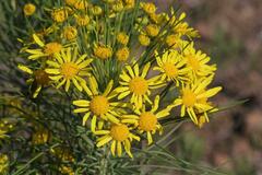 Euryops tenuissimus
