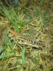 Rhammatocerus pictus