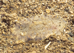 Pardachirus pavoninus