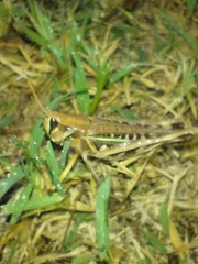 Rhammatocerus pictus