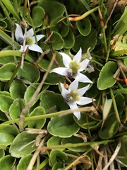Lobelia oligophylla