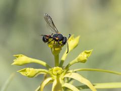 Leptochilus cruentatus